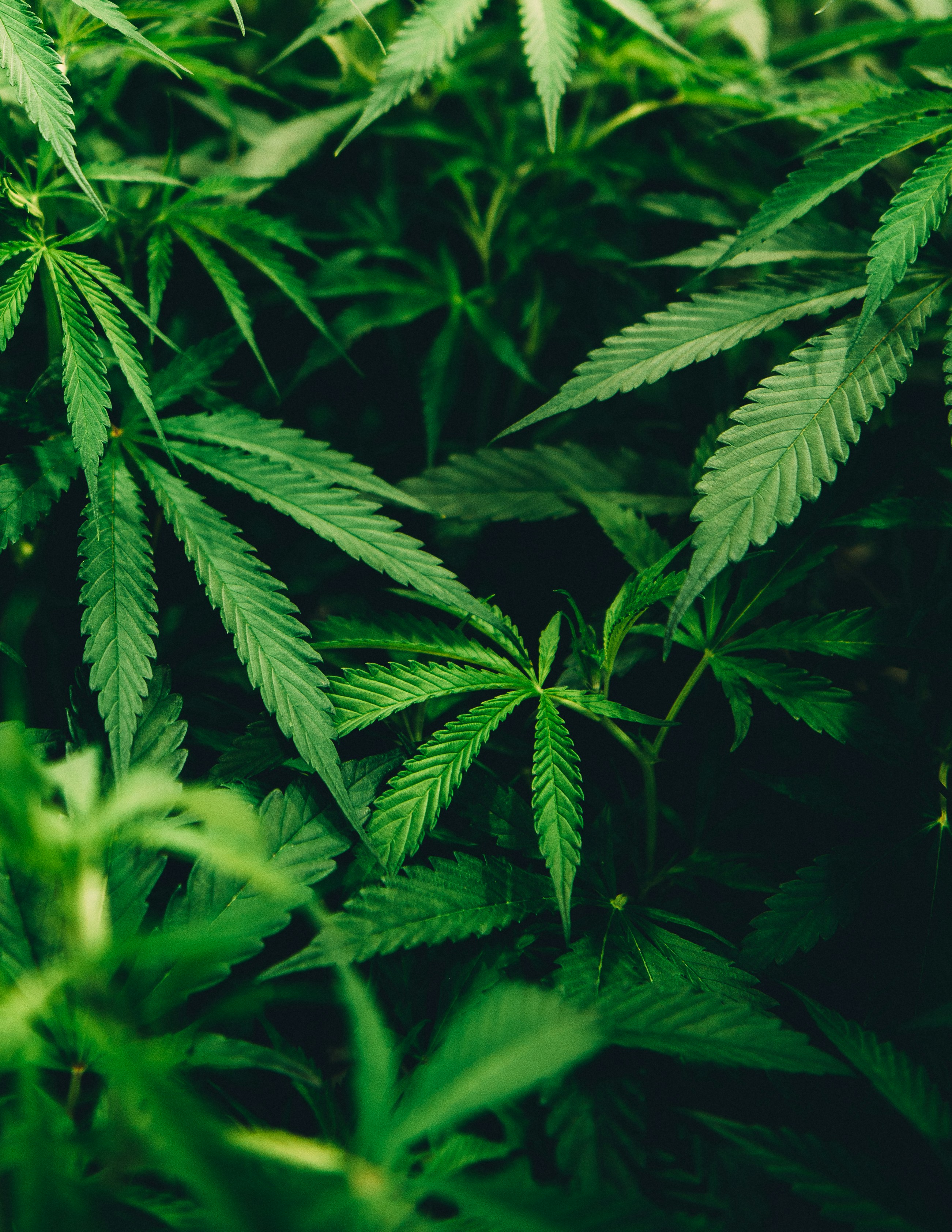 Hemp plants